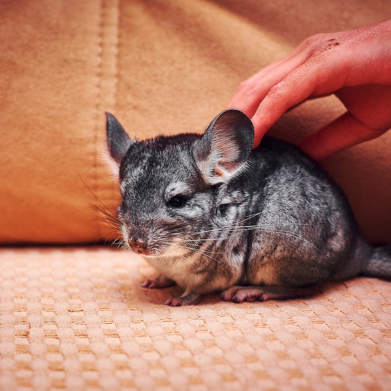 The Top Reasons Why Chinchillas Make Fantastic Pets